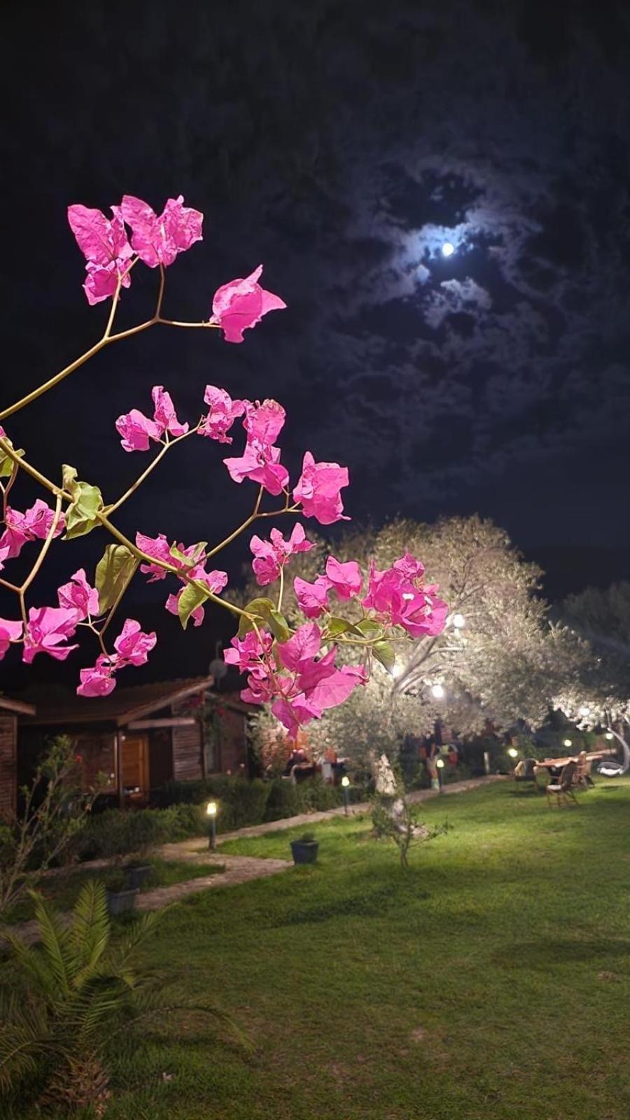 Suzi'Nin Bahcesi Bungalov Evler ดัตชา ภายนอก รูปภาพ